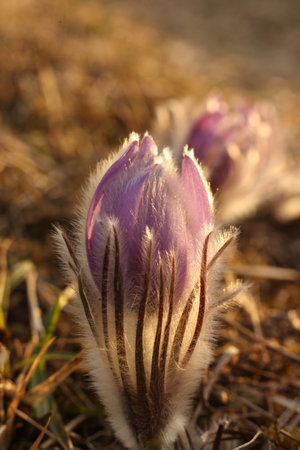 Pasqueflowers (Pulsatilla patens) on the field during the golden hour