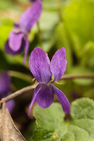 Viola odorata, violet flower in the spring forest. macroの写真素材