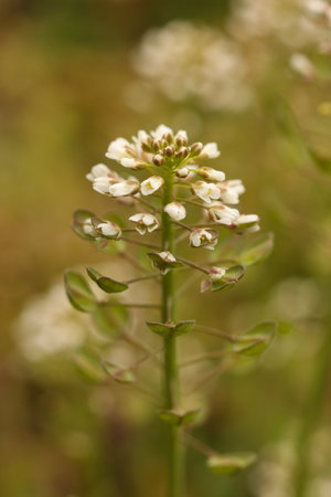 Close up of small white flowers of Capsella bursa-pastoris, known as shepherd's purse on a meadow in summer.の写真素材