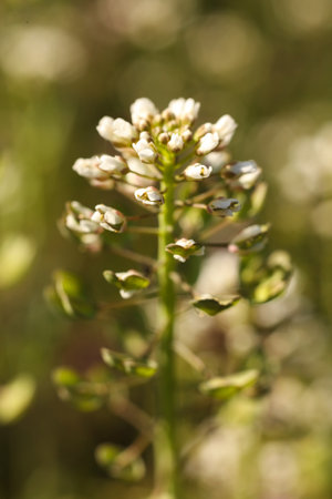Close up of small white flowers of Capsella bursa-pastoris, known as shepherd's purse on a meadow in spring.の写真素材