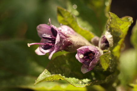 beautiful flowers of Scopolia carniolica, the European scopolia or henbane bell in the garden, macro photoの写真素材