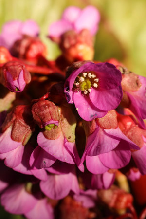 Bergenia, a species of flowering plant in the family Bergenaceae. macro photoの写真素材