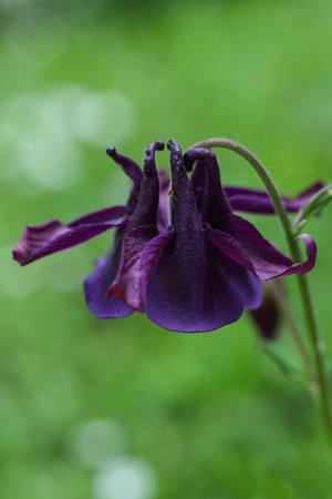 Aquilegia vulgaris, commonly known as the columbine, is a genus of flowering plants.の写真素材