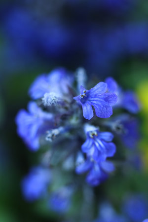 macro photo of bugle, blue bugle, bugleherb, bugleweed, carpetweed, carpet bugleweed, and common bugle, shallow depth of fieldの写真素材