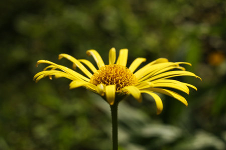 Doronicum orientale 'Little Leo' flowers