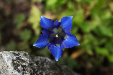 Gentiana acaulis, the stemless gentian, or trumpet gentian flowerの写真素材