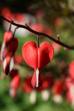 Lamprocapnos spectabilis, commonly known as bleeding heart or Asian bleeding heartの写真素材
