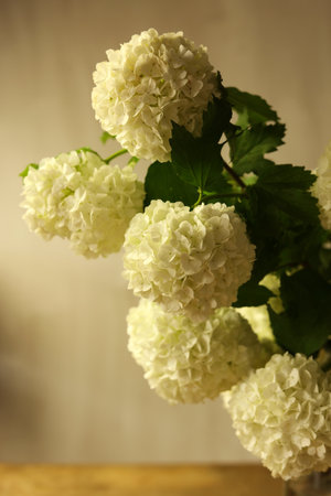 Bouquet of white Viburnum opulus, commonly known as the guelder-rose, or guelder rose flowers on wooden tableの写真素材