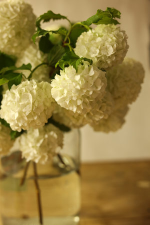 Bouquet of white Viburnum opulus, commonly known as the guelder-rose, or guelder rose flowers on wooden tableの写真素材
