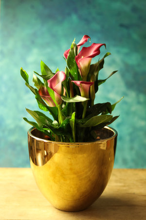 Bouquet of calla lilies in golden pot on wooden tableの写真素材