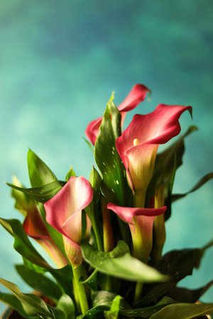bouquet of calla lily flowers on a blue backgroundの写真素材
