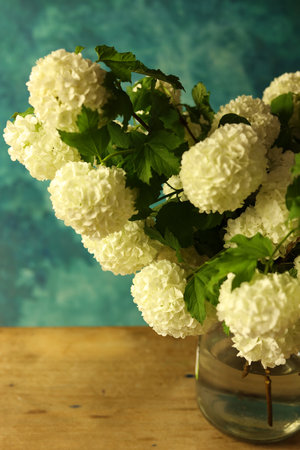 Bouquet of white snowball viburnum flowers in a vase on a blue backgroundの写真素材