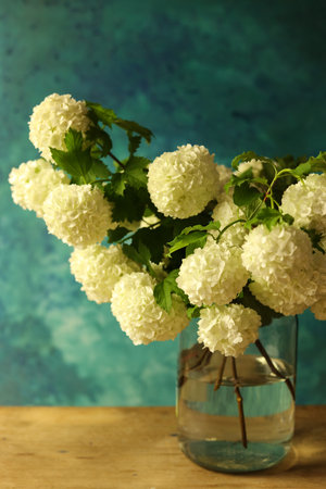 Bouquet of white snowball viburnum flowers in a vase on a blue backgroundの写真素材