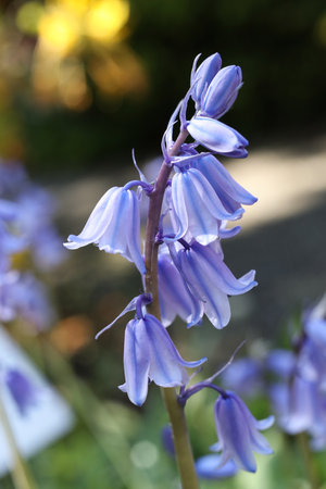 Hyacinthoides hispanica, the Spanish bluebell or wood hyacinth flower in the spring gardenの写真素材