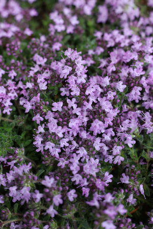 purple flowers of thyme in the spring garden, macro photoの写真素材