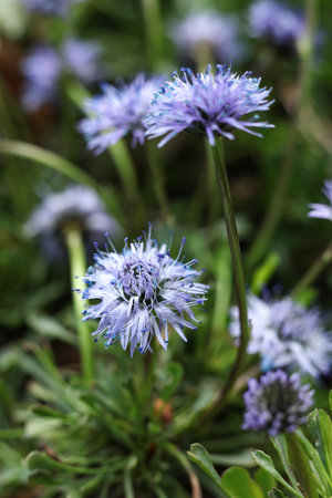Close up of purple flower of globularia in the garden.の写真素材