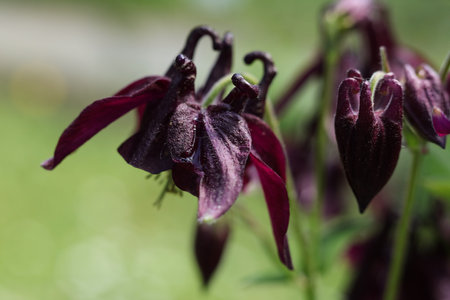 Aquilegia vulgaris, commonly known as the columbine, is a genus of flowering plants.の写真素材