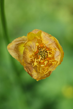 beautiful yellow Trollius europaeus, the globeflower, in the gardenの写真素材