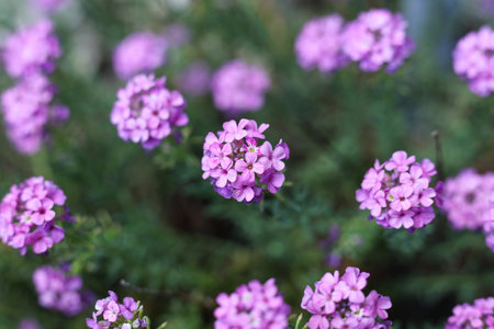 purple flowers of Aethionema schistosum in the spring gardensの写真素材