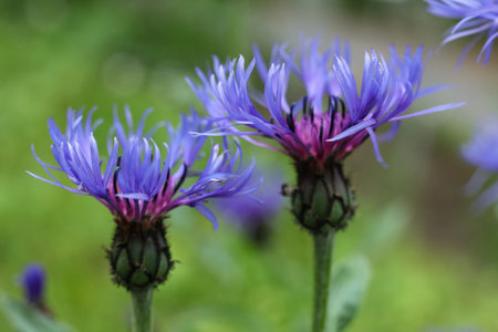 blue flower of Centaurea montana, the perennial cornflower, mountain cornflower, bachelor's button, montane knapweed or mountain bluet , close upの写真素材