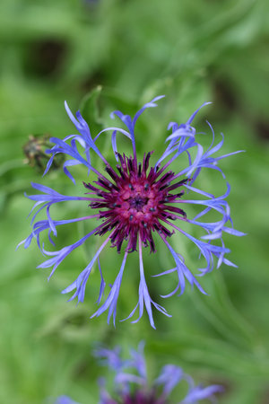 blue flower of Centaurea montana, the perennial cornflower, mountain cornflower, bachelor's button, montane knapweed or mountain bluet , close upの写真素材