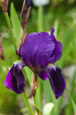 beautiful iris flower growing in garden on spring sunny day