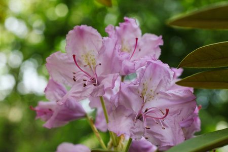 beautiful pink Rhododendron flower in the gardenの写真素材