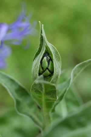 blue flower of Centaurea montana, the perennial cornflower, mountain cornflower, montane knapweed or mountain bluet , close upの写真素材