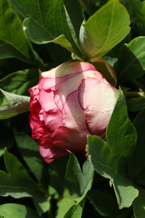 beautiful pink peony flower in the gardenの写真素材