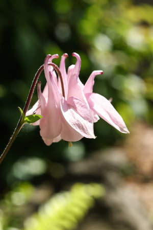 Aquilegia vulgaris, commonly known as the columbine, is a genus of flowering plants.の写真素材