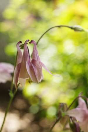 Aquilegia vulgaris, commonly known as the columbine, is a genus of flowering plants.の写真素材