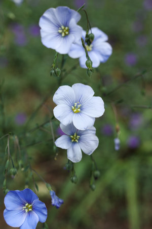Flax (Linum usitatissimum) flowers in full bloomの写真素材