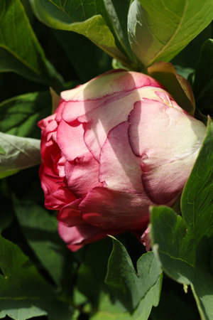 beautiful pink peony flower in the gardenの写真素材