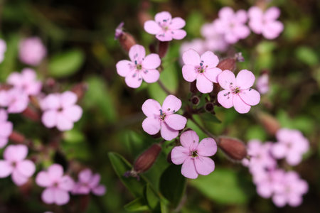Saponaria ocymoides, the rock soapwortの写真素材