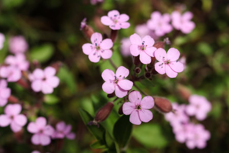 Saponaria ocymoides, the rock soapwortの写真素材