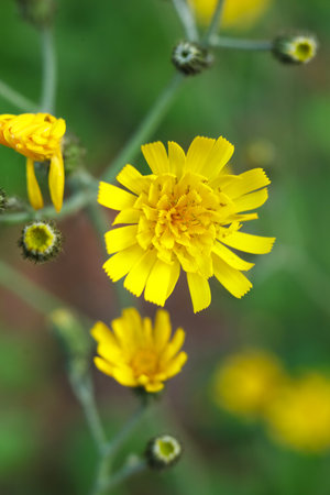 beautiful flower of Hieracium, hawkweed and classically as hierakion in the gardenの写真素材