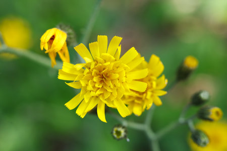 beautiful flower of Hieracium, hawkweed and classically as hierakion in the gardenの写真素材