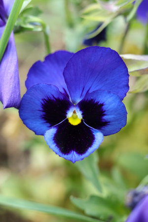 beautiful purple flowers of Viola wittrockiana in the gardenの写真素材