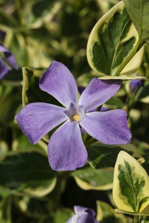 beautiful flowers of vinca major variegata , bigleaf periwinkle, large periwinkle, greater periwinkle and blue periwinkle growing in gardenの写真素材