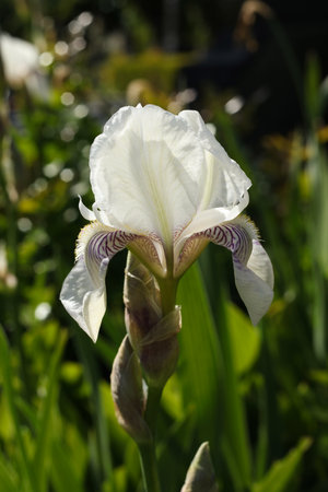 Iris flower in the garden, closeup of a white flowerの写真素材