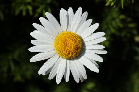white Leucanthemum vulgare, commonly known as the ox-eye daisy, oxeye daisy, dog daisy, marguerite flower in the summer gardenの写真素材