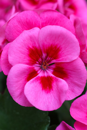 close up photo of pink geranium calliope large rose mega splash flowers in the gardenの写真素材