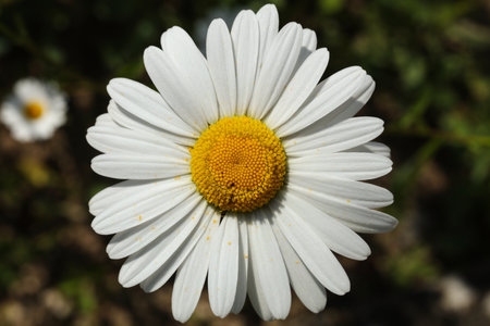 white Leucanthemum vulgare, commonly known as the ox-eye daisy, oxeye daisy, dog daisy, marguerite flower in the summer gardenの写真素材