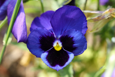 beautiful purple flowers of Viola wittrockiana in the gardenの写真素材