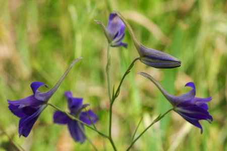 blue flowers of Consolida regalis, known as forking larkspur, rocket-larkspur, and field larkspur in the meadowの写真素材