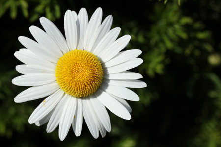 white Leucanthemum vulgare, commonly known as the ox-eye daisy, oxeye daisy, dog daisy, marguerite flower in the summer gardenの写真素材