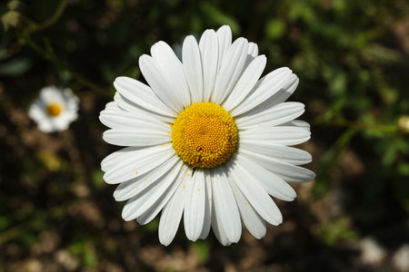 white Leucanthemum vulgare, commonly known as the ox-eye daisy, oxeye daisy, dog daisy, marguerite flower in the summer gardenの写真素材