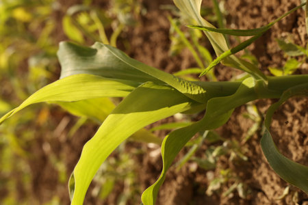 Corn plant in the field, closeup of green corn leaf.の写真素材