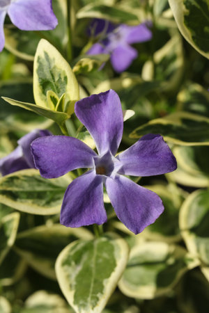 beautiful flowers of vinca major variegata , bigleaf periwinkle, large periwinkle, greater periwinkle and blue periwinkle growing in gardenの写真素材