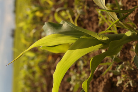 Corn plant in the field, closeup of green corn leaf.の写真素材